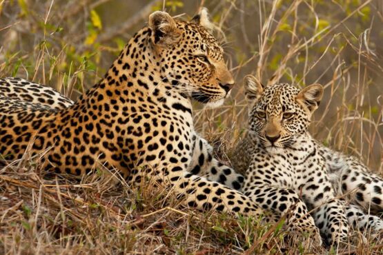 3 day exclusive sabi and safari experience 1