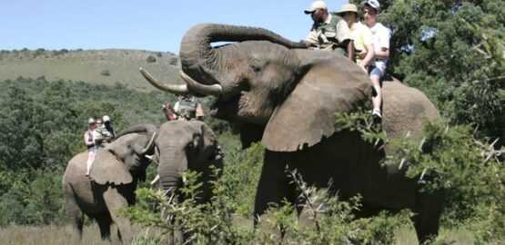 addo elephant safari lodge 1