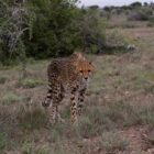 kuzuko safari lodge malaria free addo elephant (2)