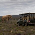 kuzuko safari lodge malaria free addo elephant (3)