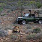 kuzuko safari lodge malaria free addo elephant (4)